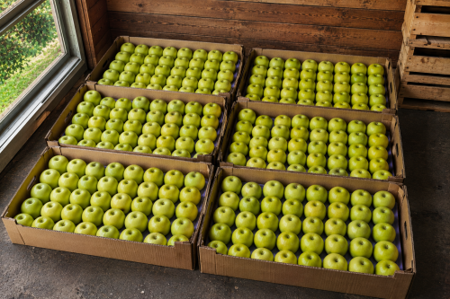 Jabłka zielone Golden Delicious (klasyka Premium) 100szt.png